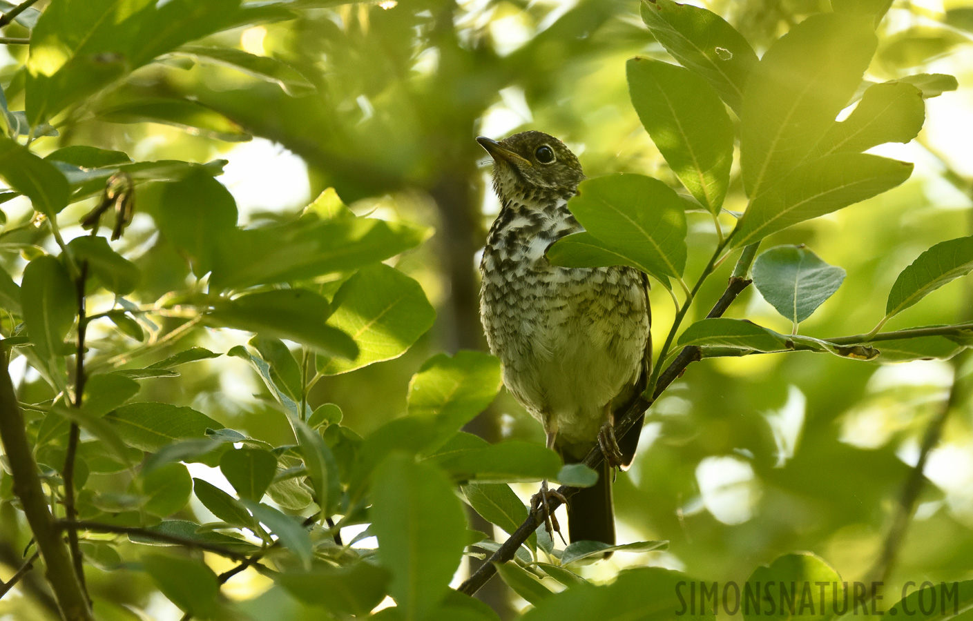 Catharus guttatus [400 mm, 1/500 Sek. bei f / 7.1, ISO 2000]